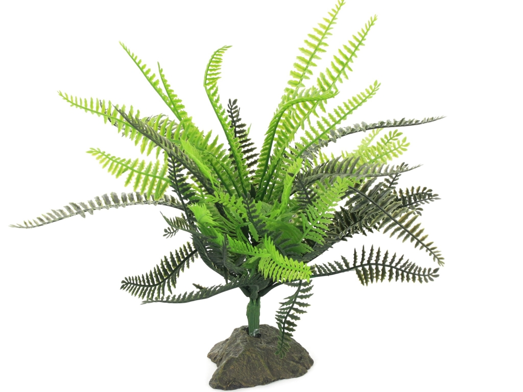 EX Boston Fern medium